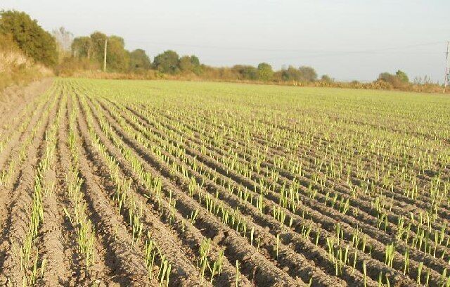 A field of young crops with rows of plants.