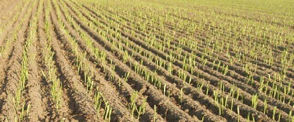 A field of young crops with rows of plants.