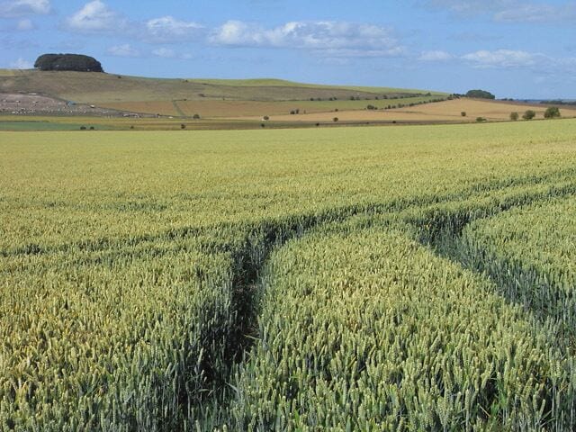 Un campo de trigo con colinas onduladas y un gran montículo en la distancia.