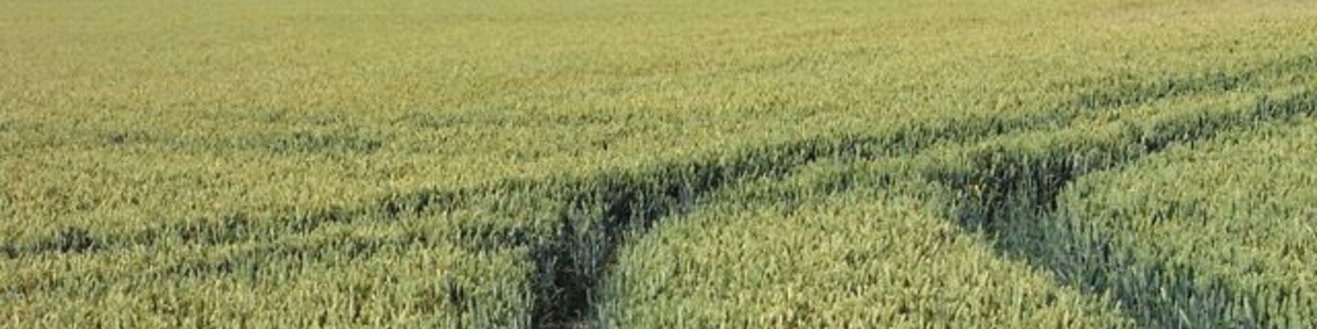 Un campo de trigo con colinas onduladas y un gran montículo en la distancia.