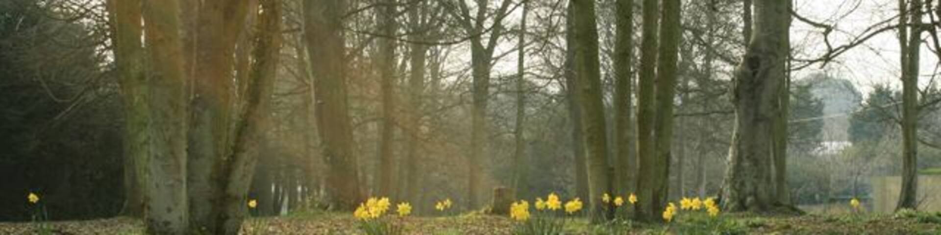 A field of daffodils in a forested area.