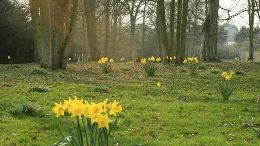 Daffodils near Erlestoke A few yards north of the B3098. "When all at once I saw a crowd, a host of golden daffodils" but that was in the Lake District and they were probably wild.