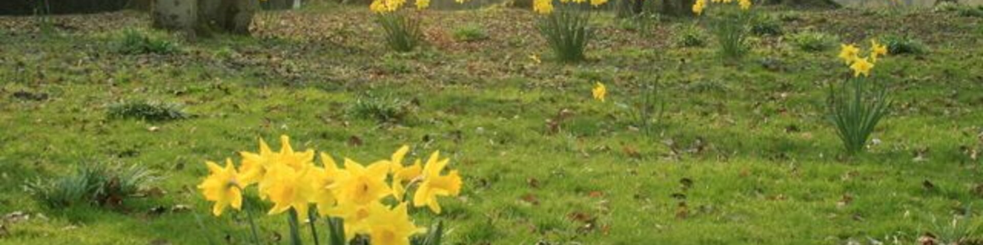 Daffodils near Erlestoke A few yards north of the B3098. "When all at once I saw a crowd, a host of golden daffodils" but that was in the Lake District and they were probably wild.
