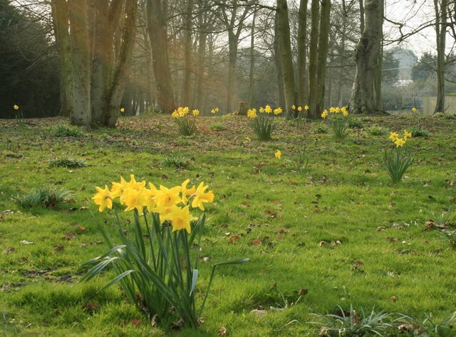A field of daffodils in a forested area.