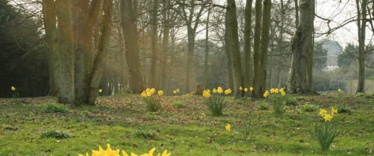 A field of daffodils in a forested area.