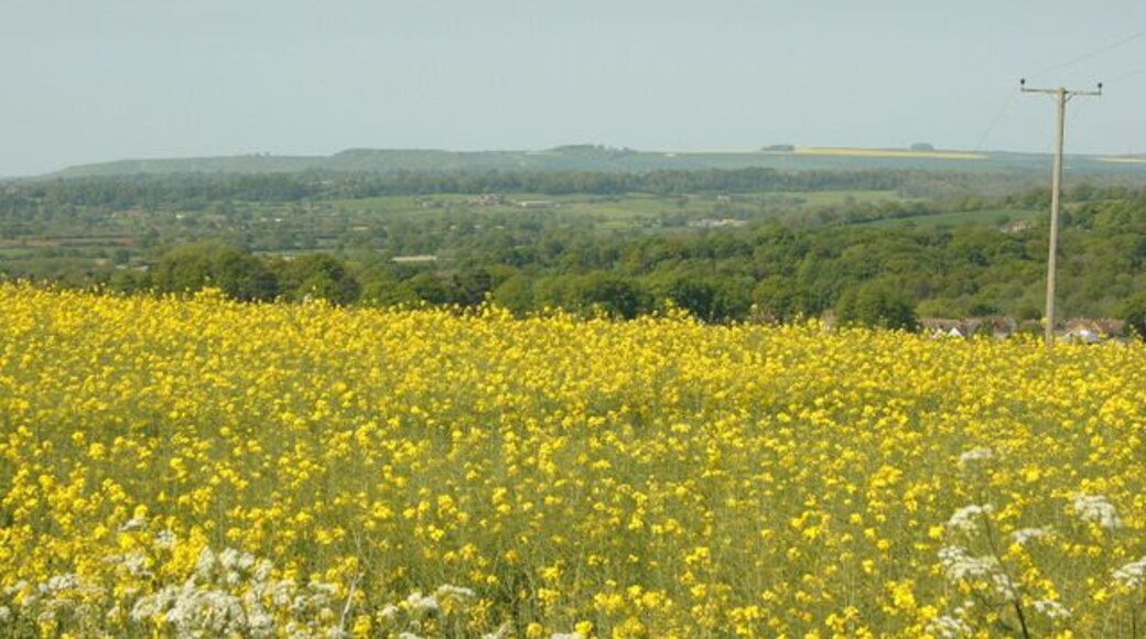 North east from Strawberry Hill Looking across the western end of the Vale of Pewsey. One of the white horses can be seen as a whitish smudge on the far hillside. Not sure which one it is, all I can tell you it is facing the wrong way to be the one near Alton Barnes.