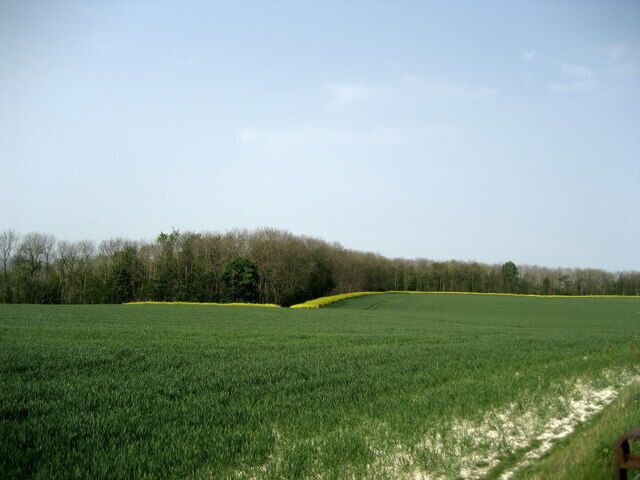 Top Edge of Roundway Hill Covert Top edge of woods that sweep down an escarpment from Roundway Hill.
