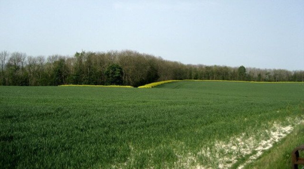 Top Edge of Roundway Hill Covert Top edge of woods that sweep down an escarpment from Roundway Hill.