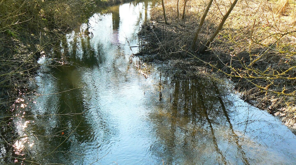 Watercourse, Patney This is a west-facing upstream view of the small watercourse that eventually becomes the River Avon. Four separate streams have joined this section to the west to form what is seen here.