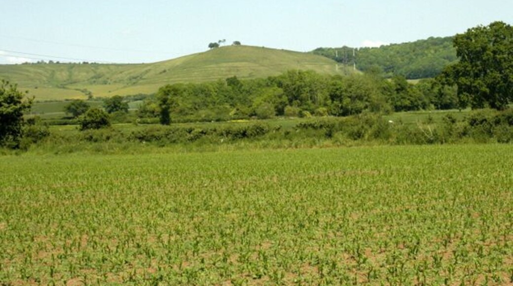 On a footpath near Tanis This year the path passes through a field of maize. At the beginning of June the plants are just a few inches high and easy to avoid as you walk the path, by the beginning of September they will be over your head. But raise your eyes while you can and see Oliver's Castle on the horizon centre screen. Easy to pick out with the small group of trees on top. SU0064