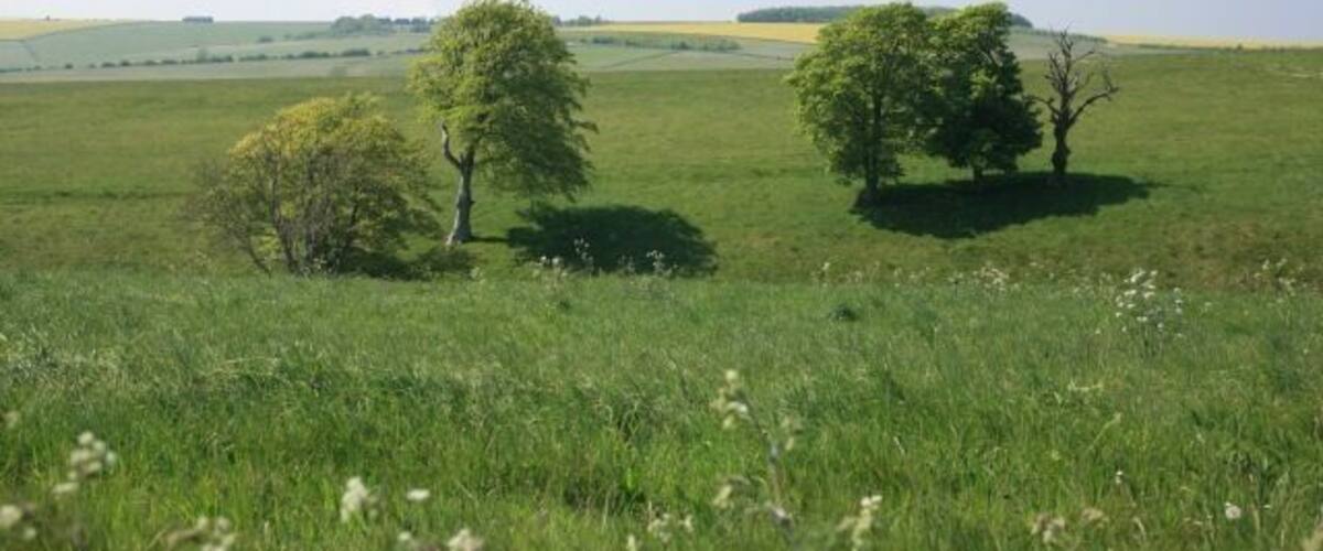 A grassy field with three trees and rolling hills in the background.
