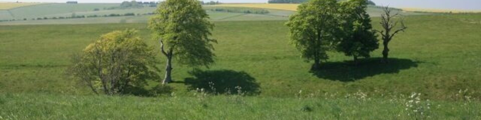 A grassy field with three trees and rolling hills in the background.