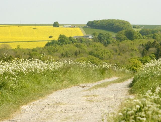 Byway open to all traffic on Strawberry Hill Looking south east near West Lavington. Wild strawberries? A treat to be remembered must be eaten on the spot. They don't travel - mine don't anyway.