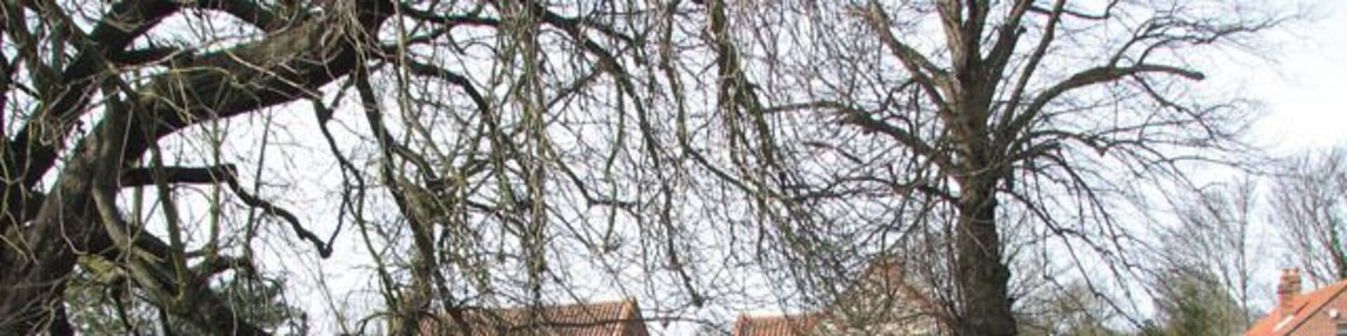 Houses in Norwich Road. Viewed across St Andrew's > 1766120 churchyard.
