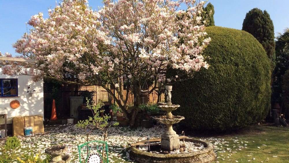 Ein Garten mit einem großen, blühenden Baum, einer Fontäne und ordentlich geschnittenen Hecken.