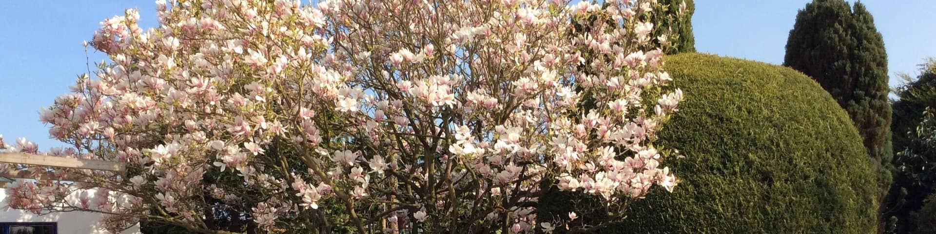 My magnolia tree