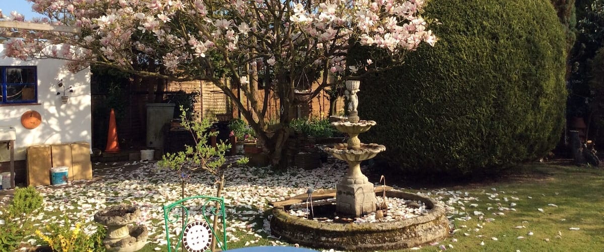 A garden with a large flowering tree, a fountain, and neatly trimmed hedges.