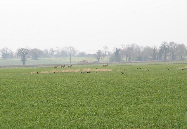 Deer by the runway This group of roe deer were close to one of the old runways of Fersfield Airfield. They were seen from one of the perimeter tracks. See TM0784 to find out more about Fersfield Airfield.