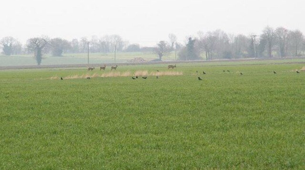 Deer by the runway This group of roe deer were close to one of the old runways of Fersfield Airfield. They were seen from one of the perimeter tracks. See TM0784 to find out more about Fersfield Airfield.