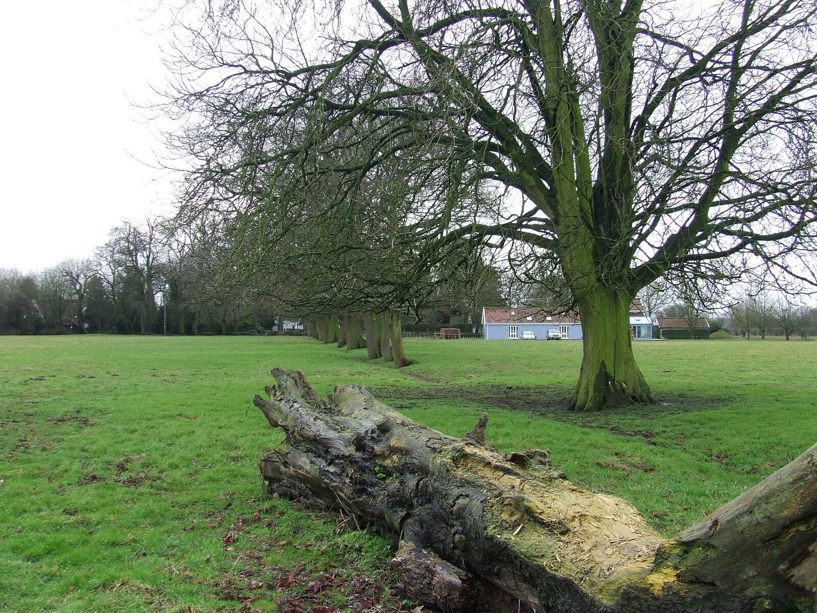 Un campo cubierto de hierba con un gran árbol caído en primer plano y una fila de árboles al fondo.