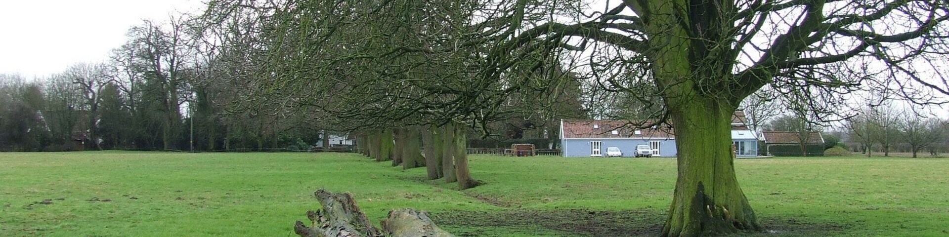 Un campo cubierto de hierba con un gran árbol caído en primer plano y una fila de árboles al fondo.
