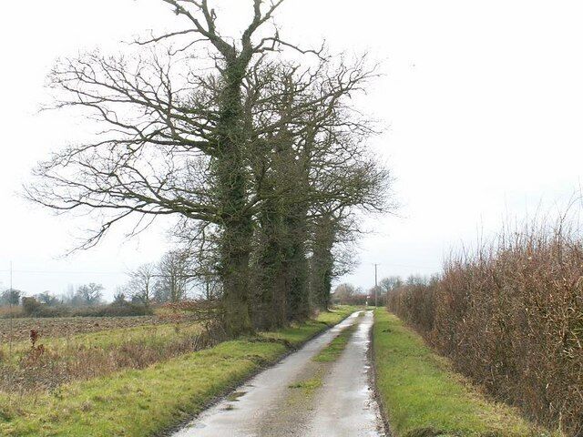 Lane The old trees on the south side of this lane contrast with the healthy hedge on the north.