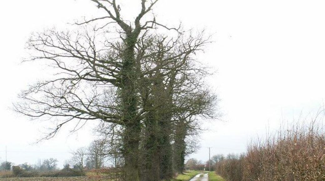 Lane The old trees on the south side of this lane contrast with the healthy hedge on the north.
