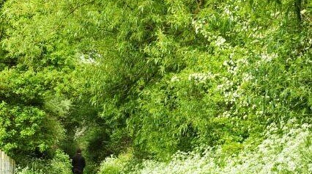 Green Lane, Botesdale This right of way is designated a footpath and is the full width of the track. It leads for about two hundred yards between fields which were once used by local public houses for grazing horses. There is no through route. A previous owner tried and failed to obtain planning permission for several dwellings. This and adjoining land is protected as a "Visually Important Open Space".
