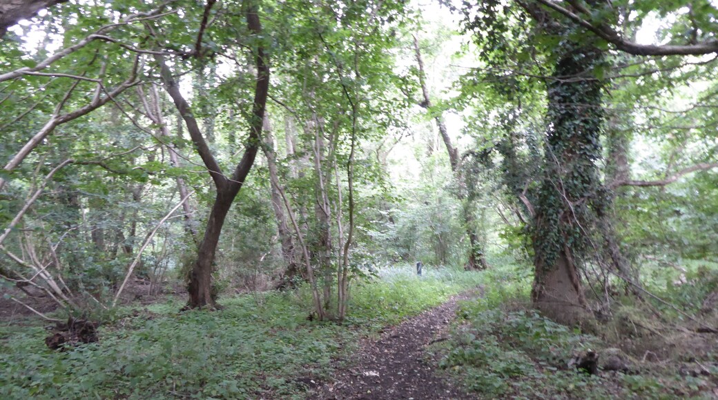 Roydon Fen is a nature reserve west of Diss in Norfolk. It is managed by the Suffolk Wildlife Trust.
