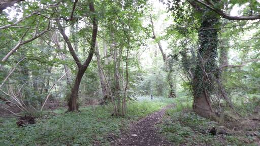 Roydon Fen is a nature reserve west of Diss in Norfolk. It is managed by the Suffolk Wildlife Trust.