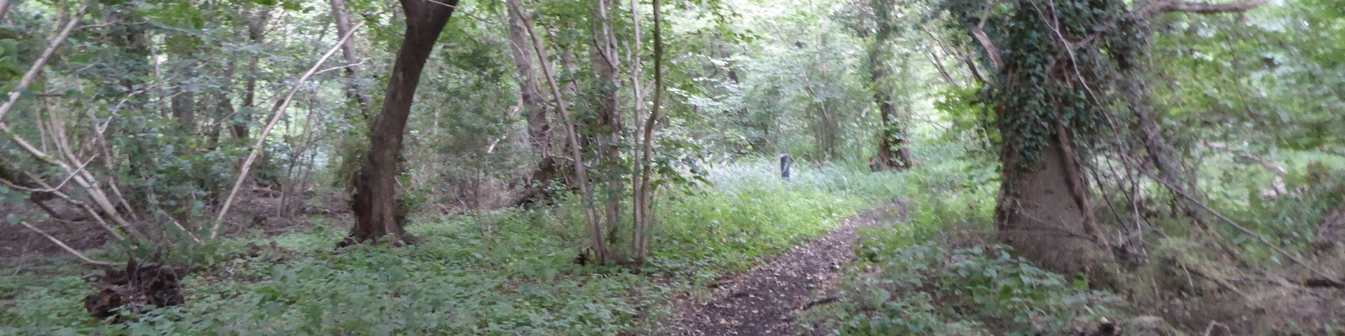 Roydon Fen is a nature reserve west of Diss in Norfolk. It is managed by the Suffolk Wildlife Trust.