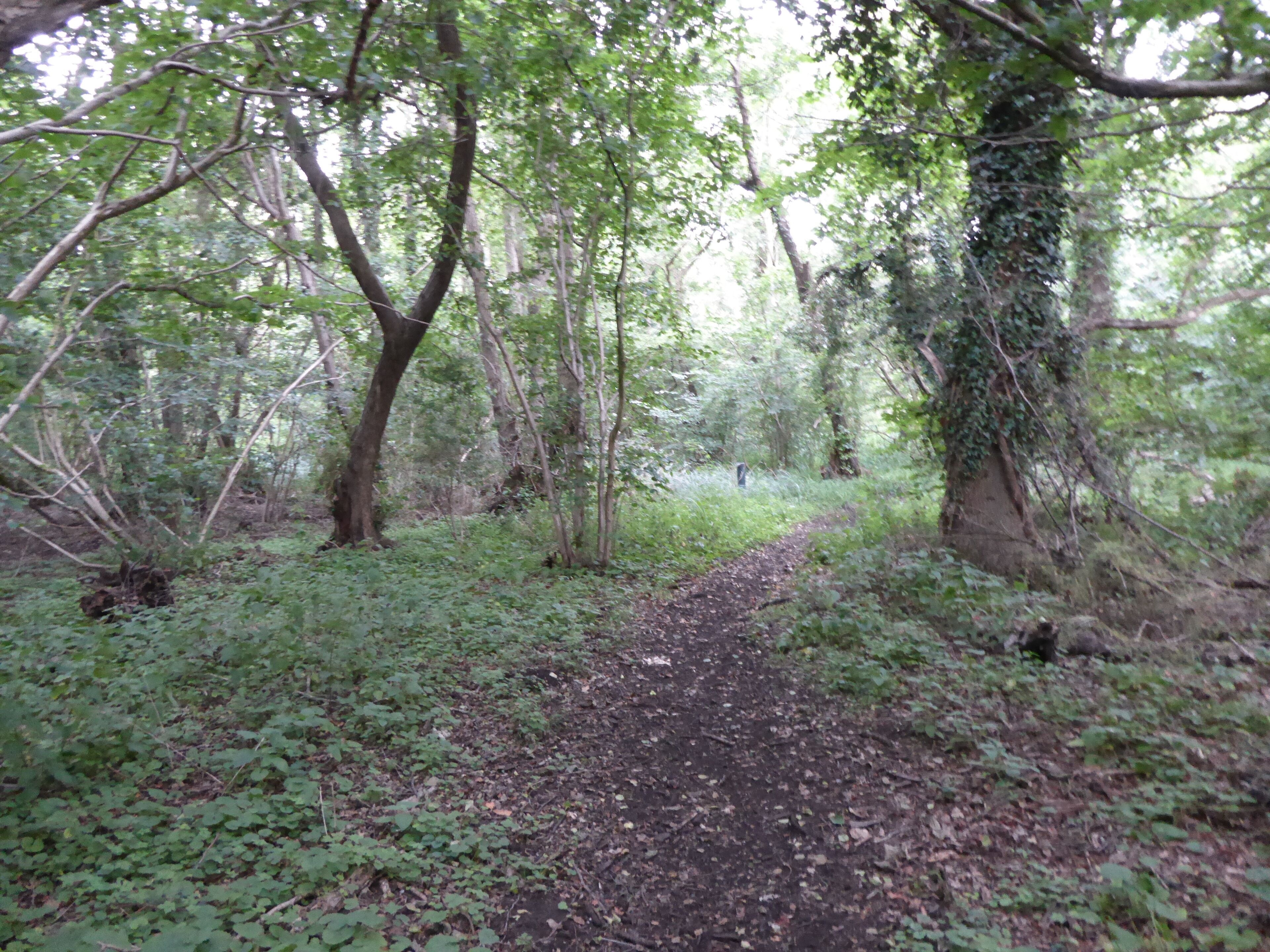 A forest path surrounded by trees and greenery.