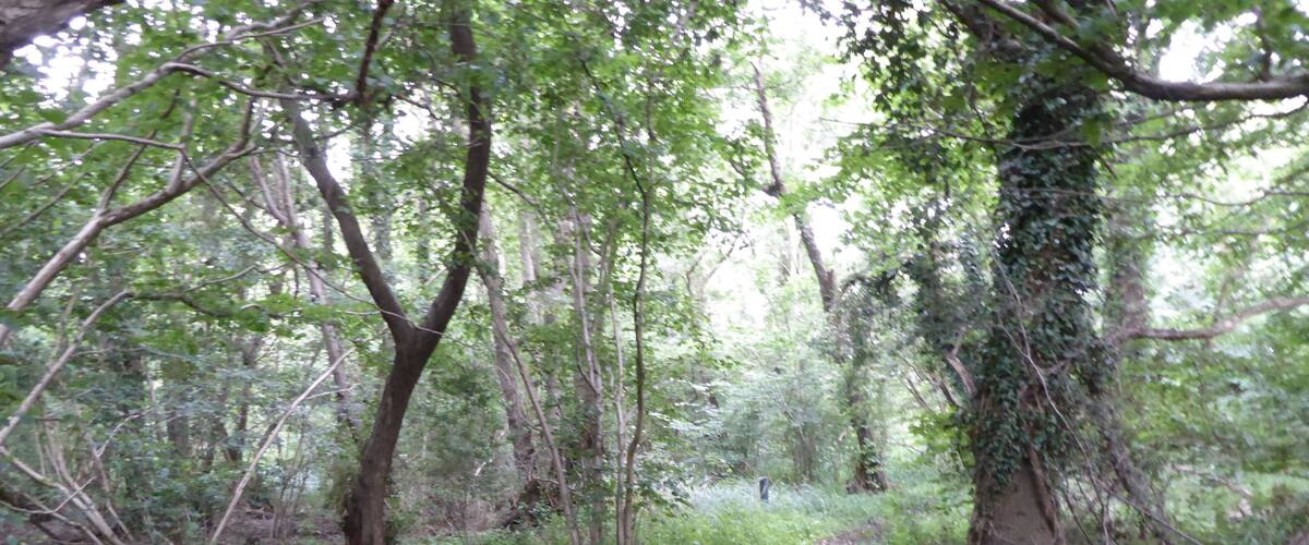 A forest path surrounded by trees and greenery.