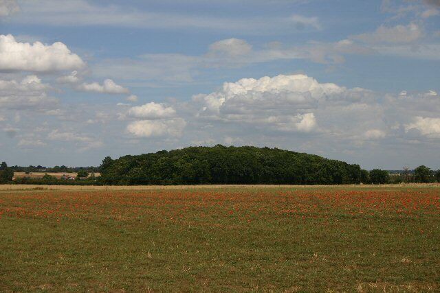 Blue Bells Plantation. Looking north east across a grassy field with poppies.