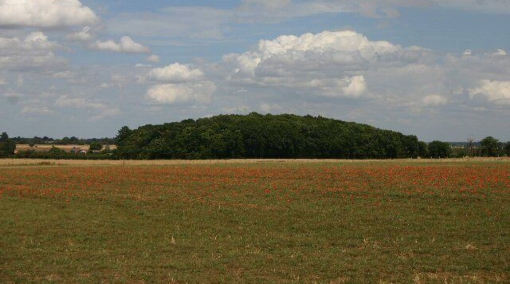 Blue Bells Plantation. Looking north east across a grassy field with poppies.