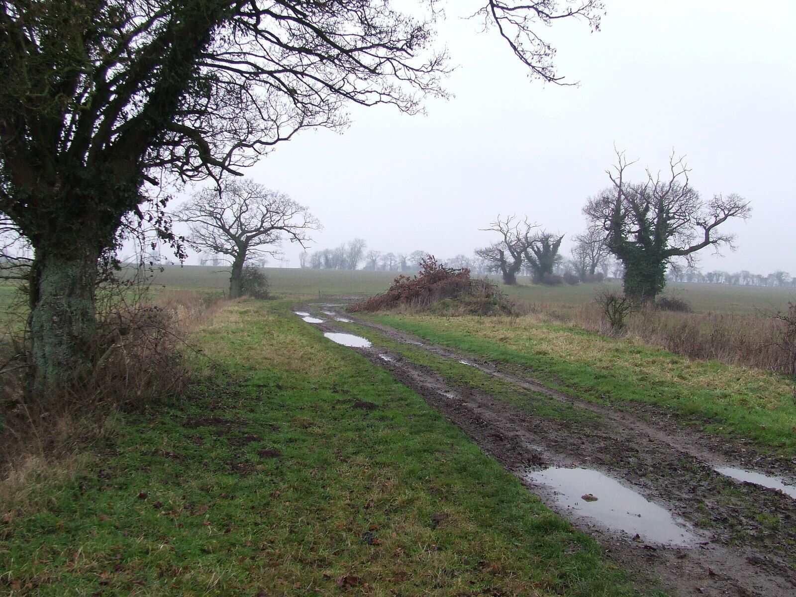 A muddy path in a rural area with trees and open fields.