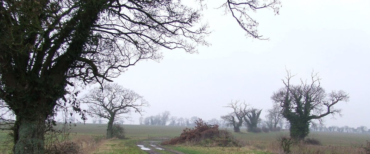 A muddy path in a rural area with trees and open fields.