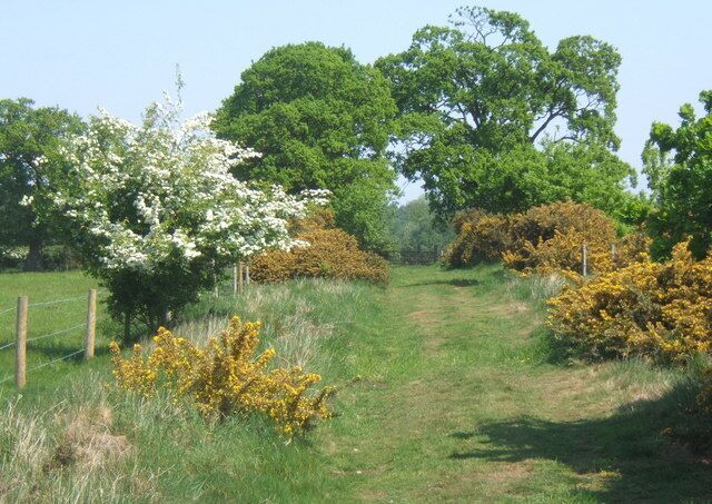 Angles Way path near Hopton Fen, looking north