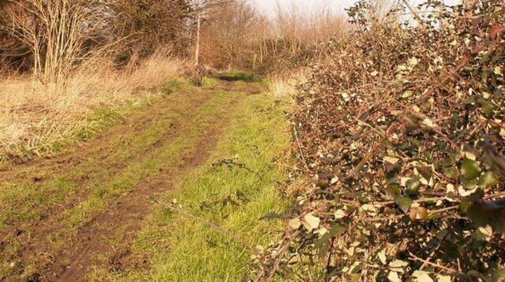 Green Lane Near the end of a green lane in Thrandeston Suffolk.