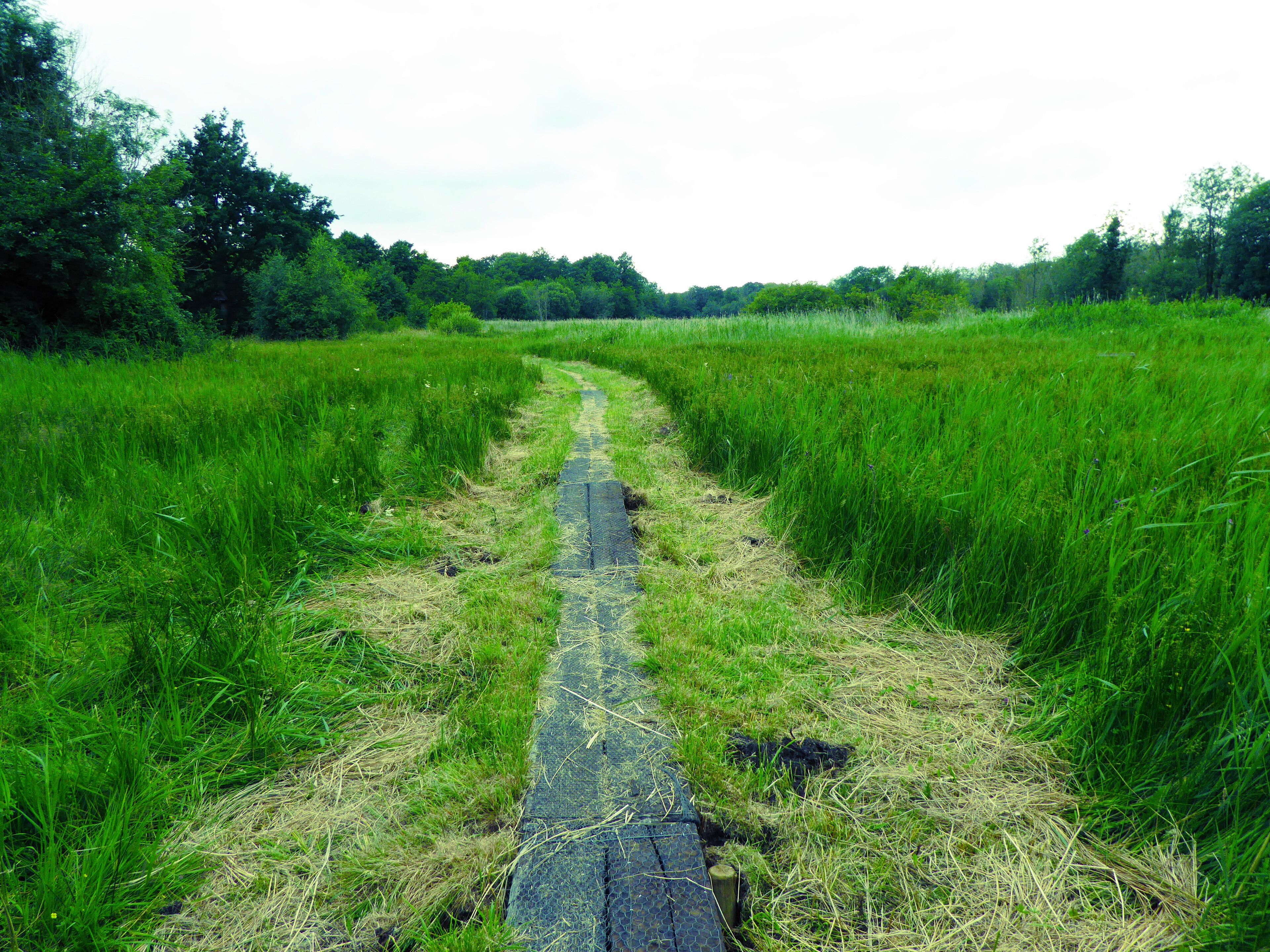 Un sendero estrecho y cubierto de vegetación en un campo verde exuberante.