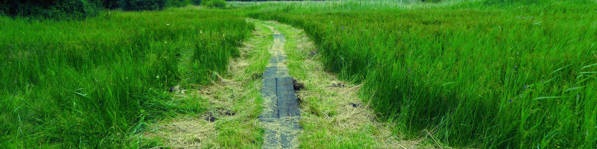 Un sendero estrecho y cubierto de vegetación en un campo verde exuberante.