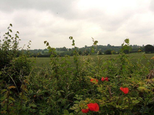 Hedge with poppies
