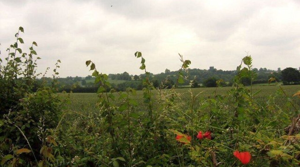 Hedge with poppies