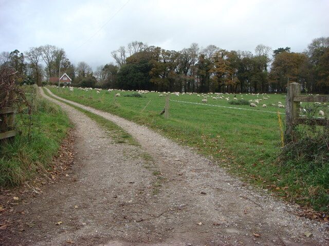 Un sendero rural de tierra que lleva a un campo de ovejas.