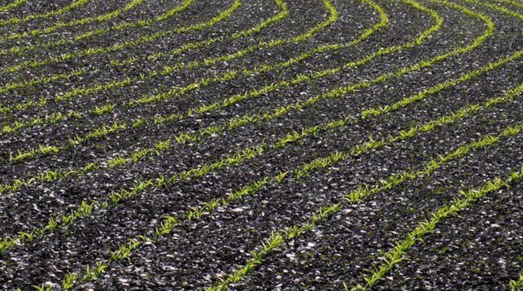 Crop Lines Mazey lines of maize in a field between Alton Pancras and the Wessex Ridgeway just west of Barcombe farm