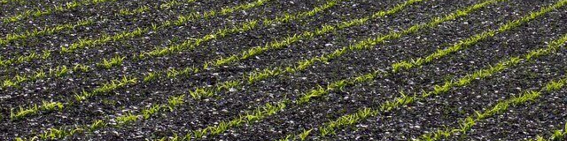 Crop Lines Mazey lines of maize in a field between Alton Pancras and the Wessex Ridgeway just west of Barcombe farm