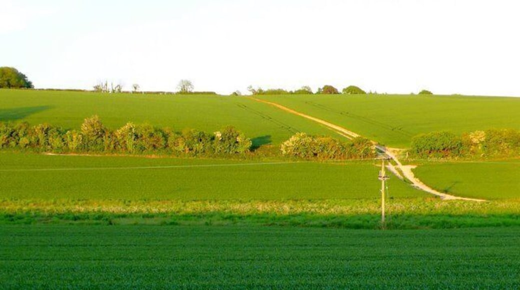 Countryside near Dewlish View east across the valley just south of Chebbards farm. Chebbards clump are the trees just visible on the left of the picture.
