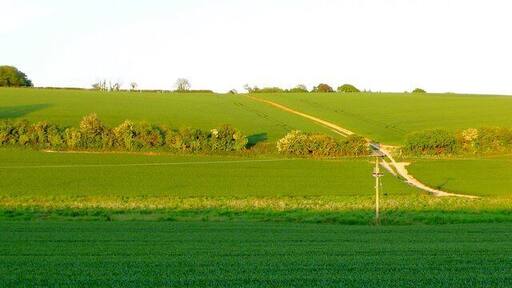Countryside near Dewlish View east across the valley just south of Chebbards farm. Chebbards clump are the trees just visible on the left of the picture.