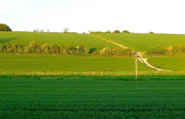 A rural landscape with rolling green fields, a dirt road, and a distant tree line.