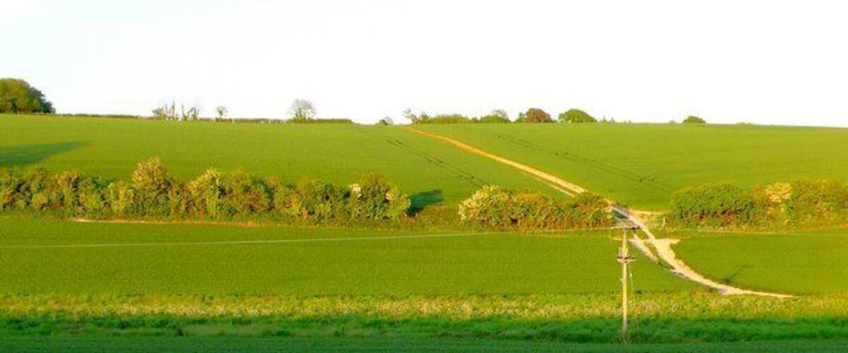 A rural landscape with rolling green fields, a dirt road, and a distant tree line.